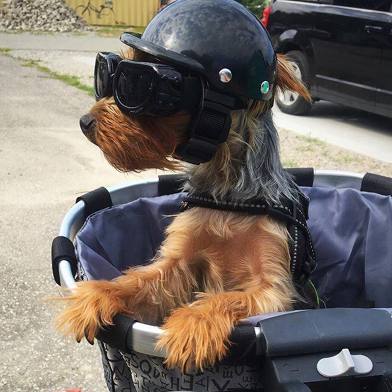 Commuting By Bike - Capacetes para animais de estimação, cachorro,
